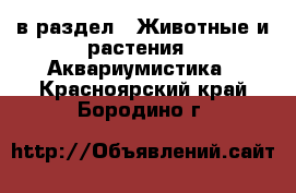  в раздел : Животные и растения » Аквариумистика . Красноярский край,Бородино г.